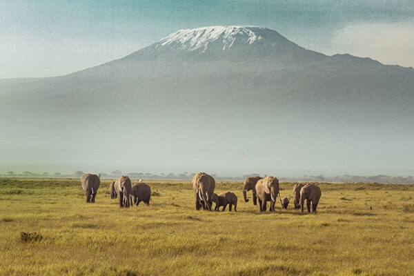 Vastness, isolation, and abundant wildlife from the dry sands of the Kalahari Desert to the lush paradise of the Okavango Delta.