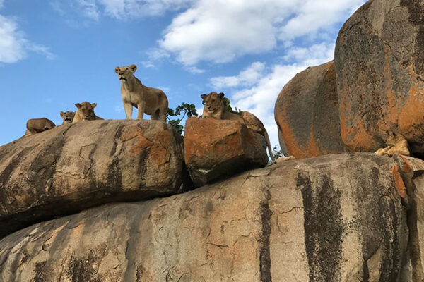 A perfect destination for lovers of nature and wildlife, Kenya is synonymous with the quintessential safari experience.